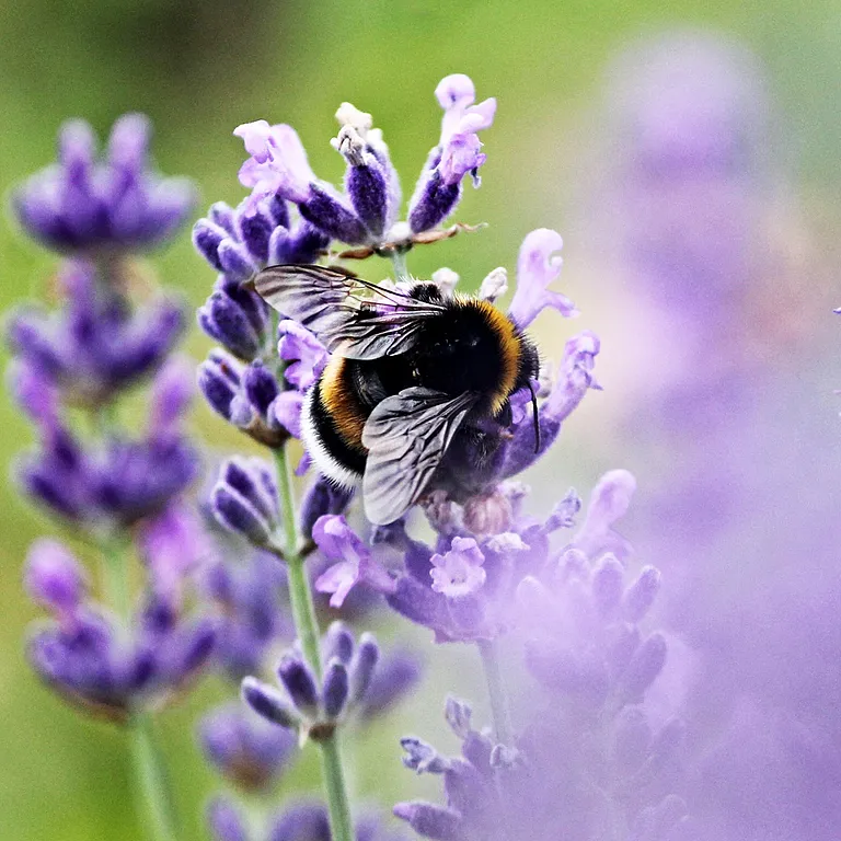 I samspill med naturen